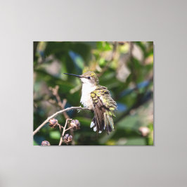 Lienzo Hummingbird