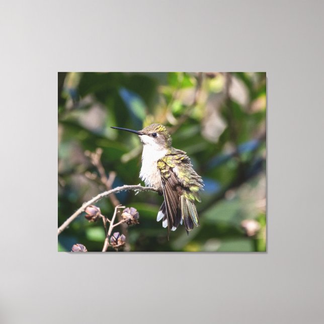 Lienzo Hummingbird (Anverso)