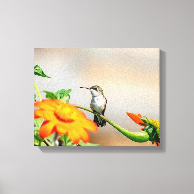 Lienzo Hummingbird 14x11 en una planta floreciente (Anverso)