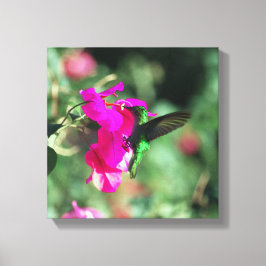 Lienzo Hummingbird caribe con tracción verde en Bougainvi