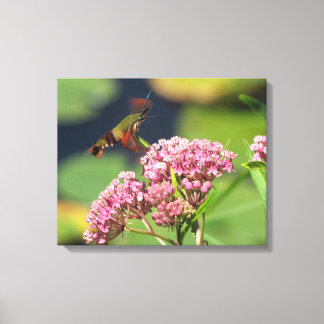 Lienzo Hummingbird Clearing Moth