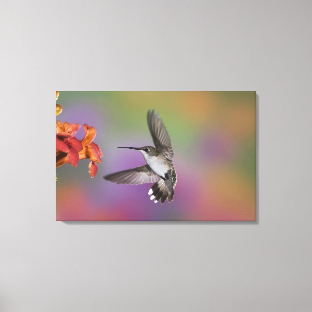 Lienzo Hummingbird de ruby rota en vuelo (Anverso)