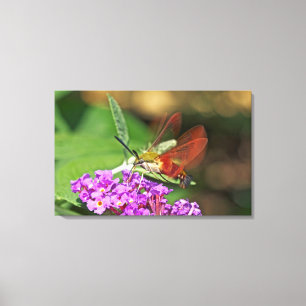 Lienzo Hummingbird Hawk Moth