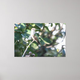 Lienzo Hummingbird Juvenile Male con trompeta de rubí