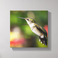 Hummingbird Juvenile Male con trompeta de rubí