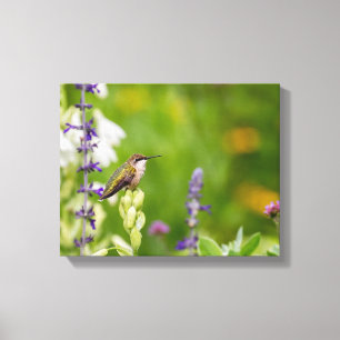 Lienzo Hummingbird Rest