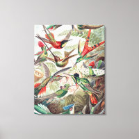 Hummingbird, Trochilidae Kolibris por Ernst Haecke