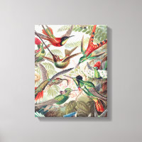 Hummingbird, Trochilidae Kolibris por Ernst Haecke