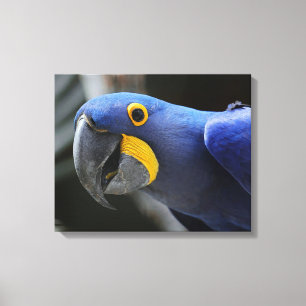 Lienzo Hyacinin Azul Y Amarillo Loro Macaw