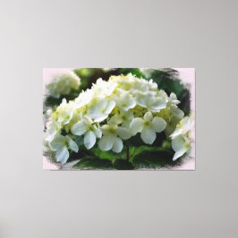 Lienzo *~* Hydrangea blanca TV2 Imagen de tela estirada