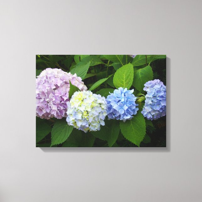 Lienzo Hydrangeas (Anverso)
