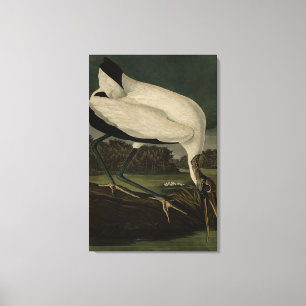 Lienzo Ibis, Stork: Aves Audubon de América
