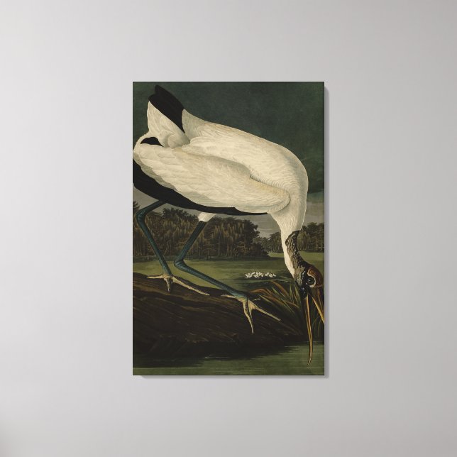 Lienzo Ibis, Stork: Aves Audubon de América (Anverso)