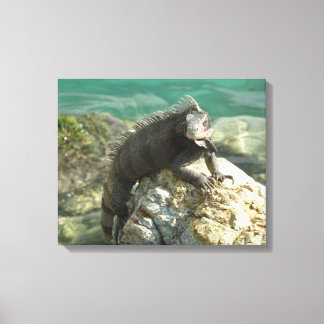 Lienzo Iguana en las Rocas en St. Thomas