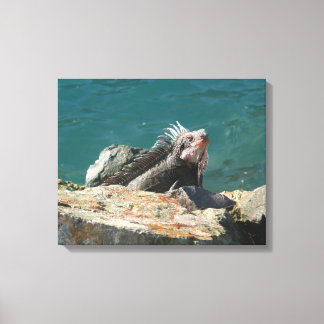 Lienzo Iguana en St. Thomas