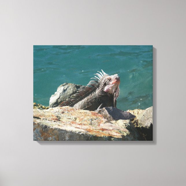 Lienzo Iguana en St. Thomas (Anverso)