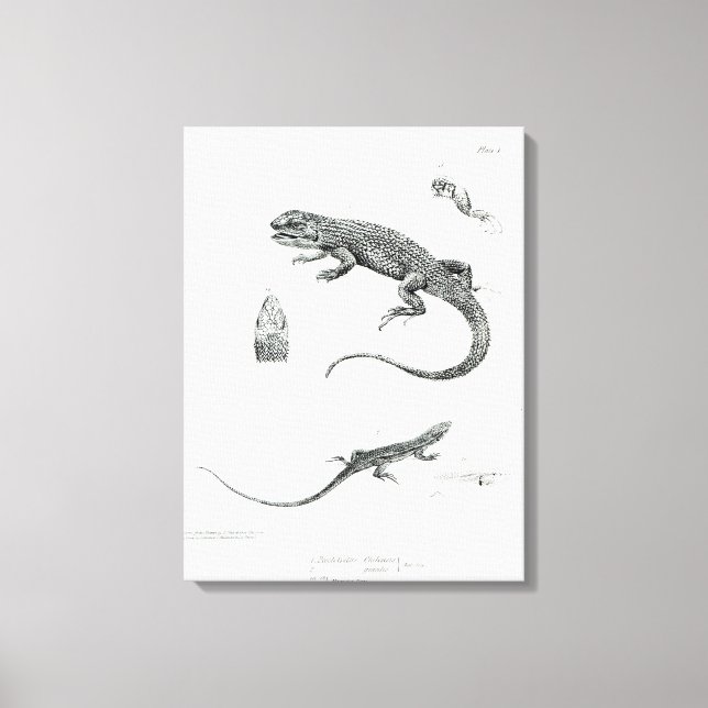 Lienzo Iguana Shingke (Anverso)