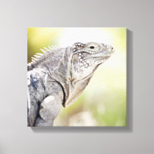 Lienzo Iguana verde grande que toma el sol en el sol en