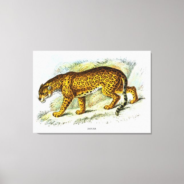 Lienzo Ilustracion animal de Jaguar vintage (Anverso)