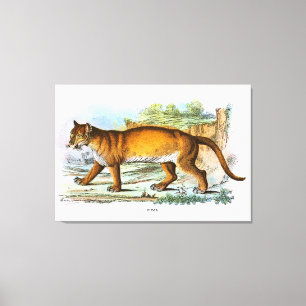 Lienzo Ilustracion animal de la puma