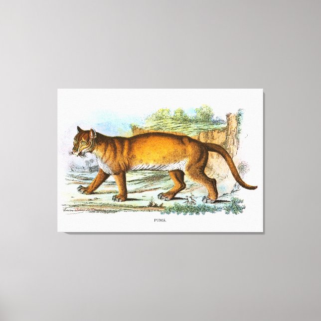 Lienzo Ilustracion animal de la puma (Anverso)