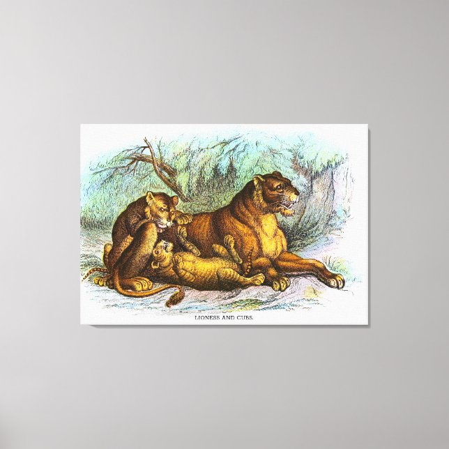 Lienzo Ilustracion Animal De Lionesa Vintage Y Cubs (Anverso)