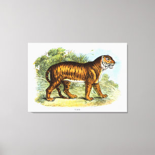 Lienzo Ilustracion animal de tigre de época