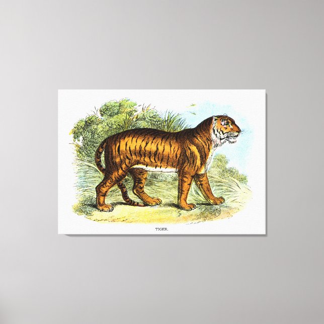 Lienzo Ilustracion animal de tigre de época (Anverso)
