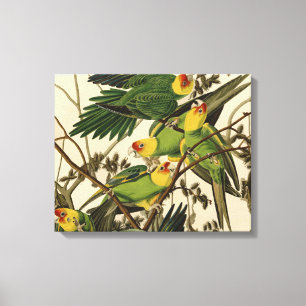 Lienzo Ilustracion Audubon Carolina Parrot Bird
