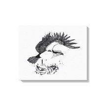 Ilustracion blanco y negro de Osprey