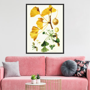 Lienzo Ilustración botánica vintage de Ginkgo Biloba