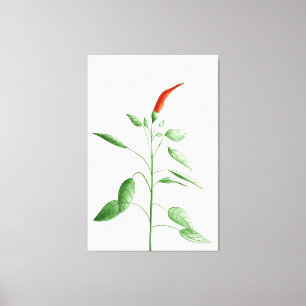 Lienzo Ilustracion botánico de la planta de la pimienta