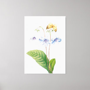 Lienzo Ilustracion botánico vintage