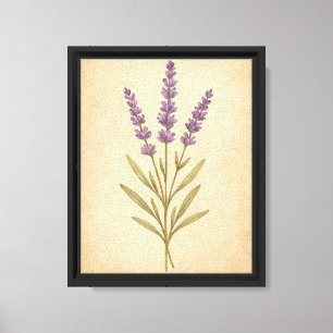 Lienzo Ilustracion botánico vintage de las flores de lava