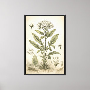 Lienzo Ilustración científica botánica vintage