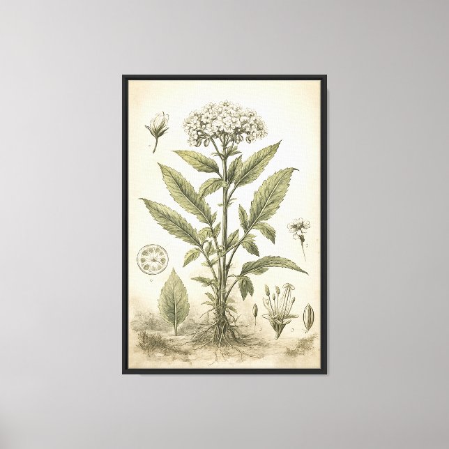 Lienzo Ilustración científica botánica vintage (Anverso)