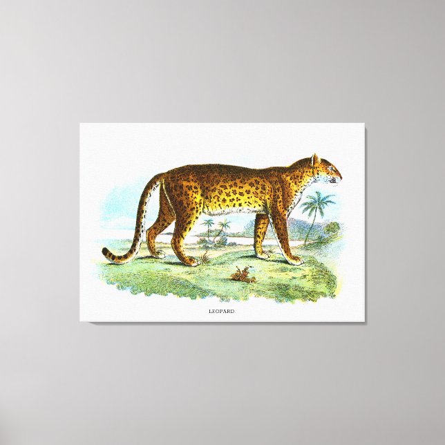 Lienzo Ilustracion de animales leopardo de época (Anverso)