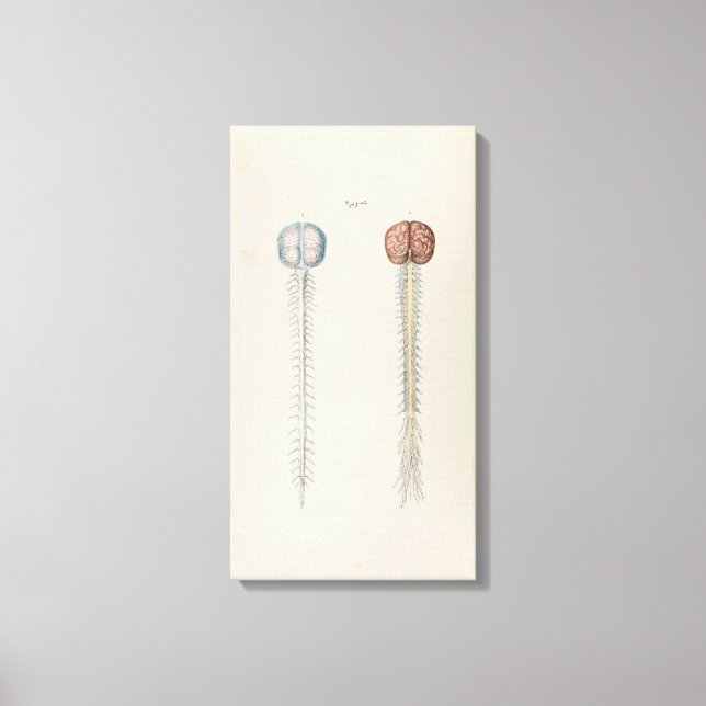 Lienzo Ilustracion de cosecha y espina dorsal (Anverso)