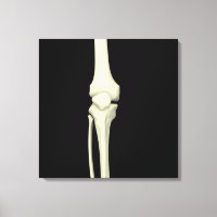 Ilustracion De Hueso De Knee, Directo