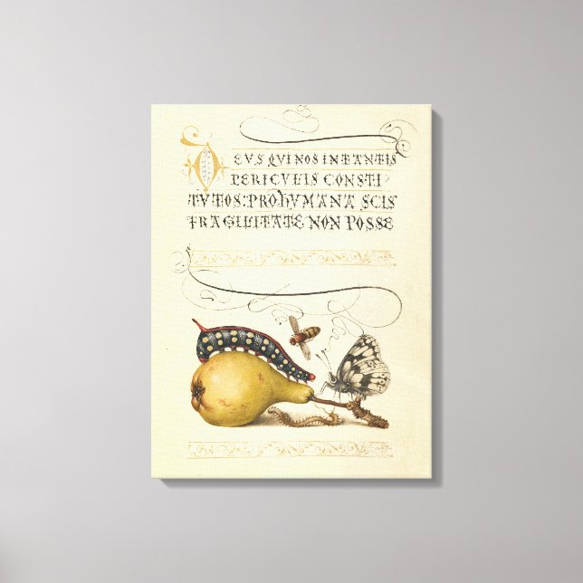 Lienzo Ilustracion de insectos de fruta de mariposa de ab (Anverso)