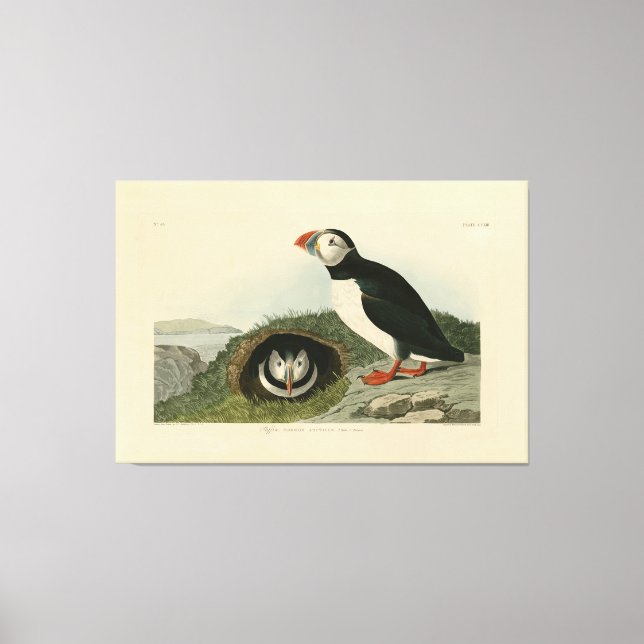 Lienzo Ilustracion de Puffin de época (Anverso)