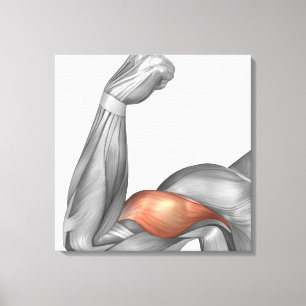 Lienzo Ilustracion De Un Brazo Flexado Mostrando Bicep
