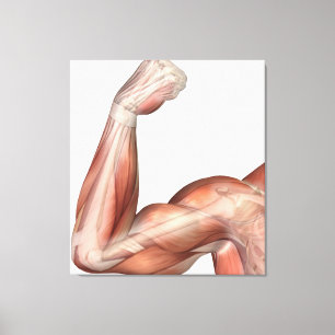 Lienzo Ilustracion De Un Brazo Flexado Mostrando Bicep Hu