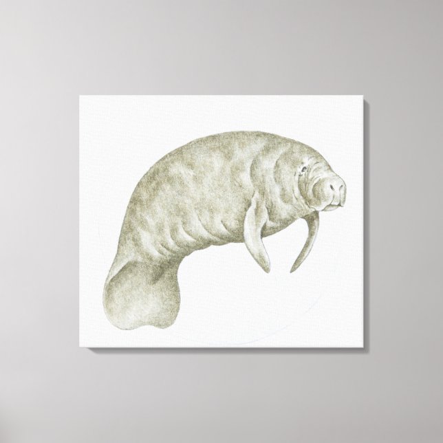 Lienzo Ilustracion de un manatí (Trichechus sp.) (Anverso)