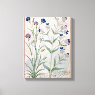 Lienzo Ilustracion del "libro de las medicinas simples" 3