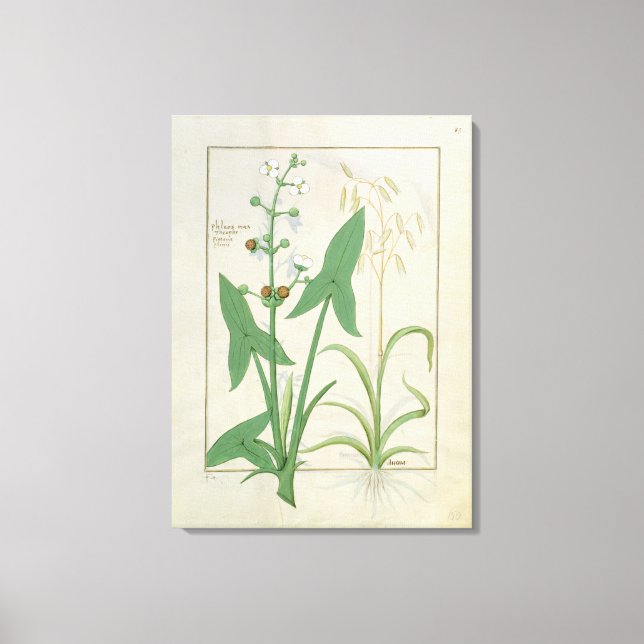 Lienzo Ilustracion del "Libro de Medicinas Simples" (Anverso)
