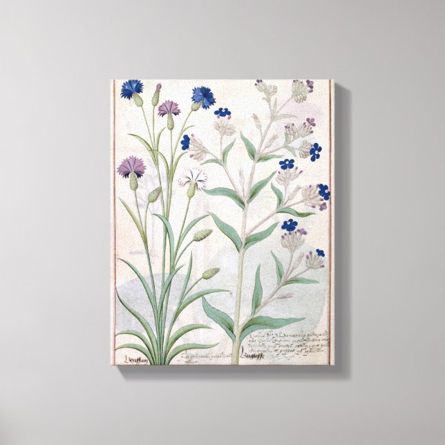 Lienzo Ilustracion del "Libro de Medicinas Simples" 3 (Anverso)