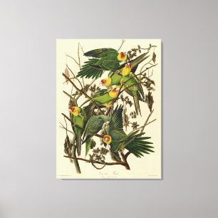 Lienzo Ilustración del loro de Carolina de Audubon