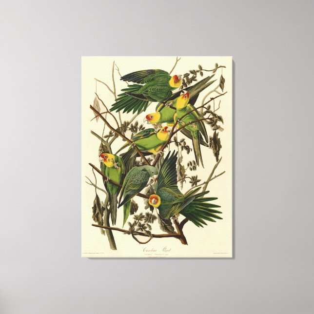 Lienzo Ilustración del loro de Carolina de Audubon (Anverso)