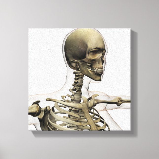 Lienzo Ilustracion Médico De La Calavera De Una Mujer Y (Anverso)